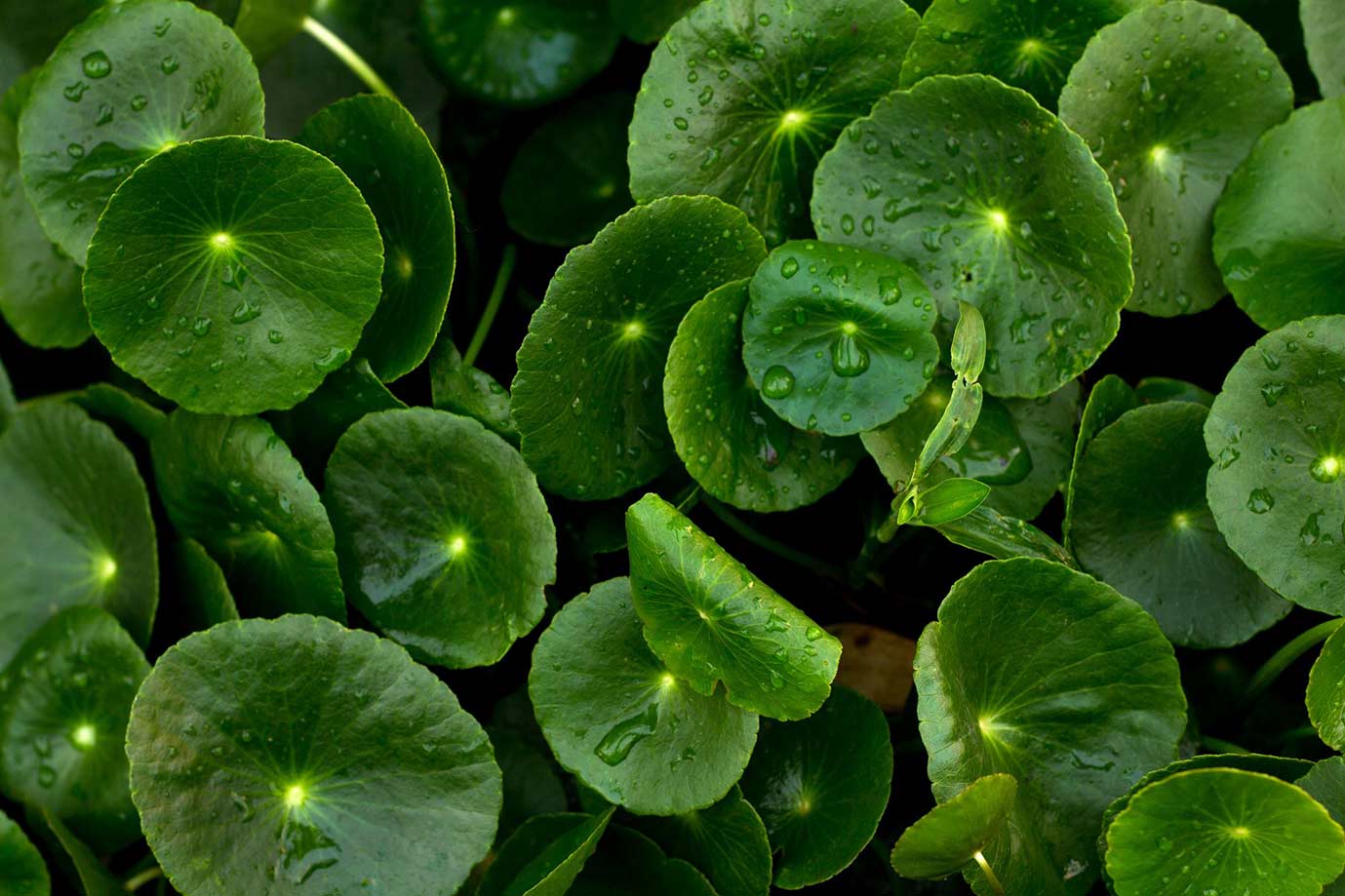 leaves - Centella Asiattica